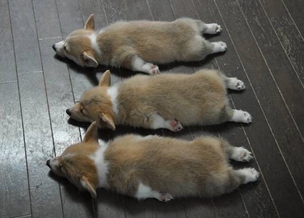 Corgis Sleeping