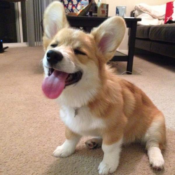 Cute Corgi Photos