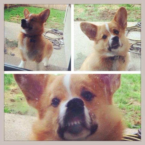 Derp