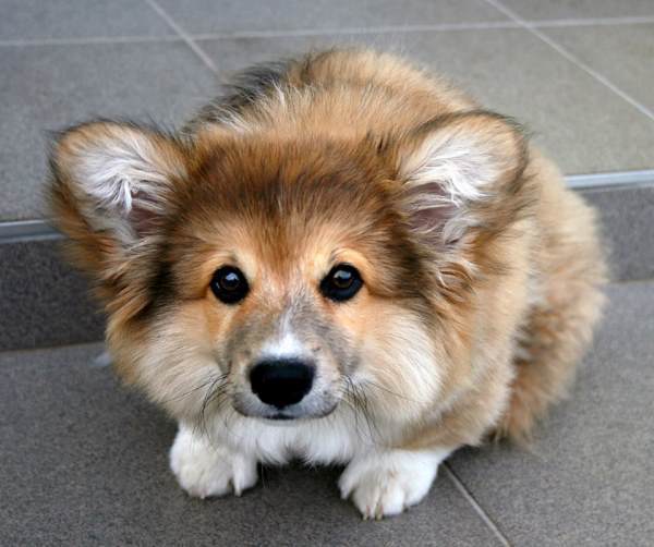 Fluffy Corgi