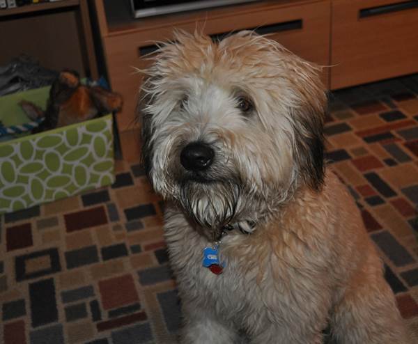 Cute Wheaten Terrier Pictures