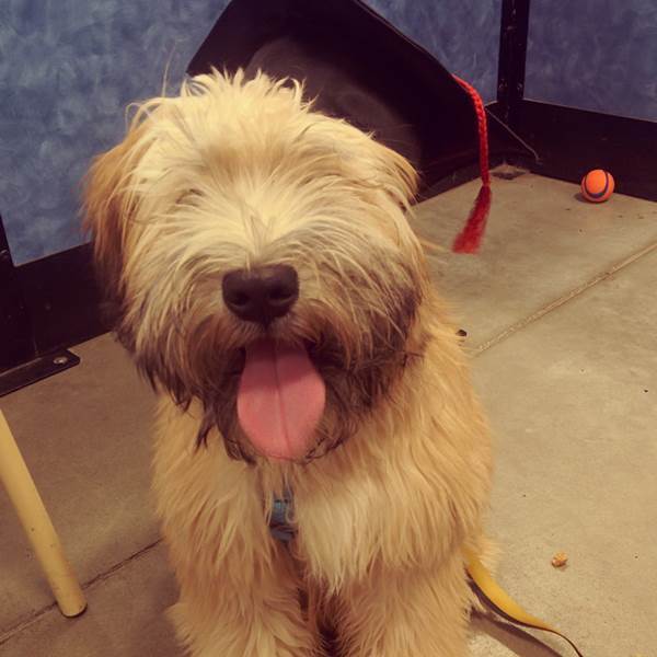 Graduate