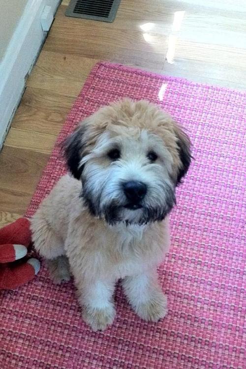 Growing Puppy