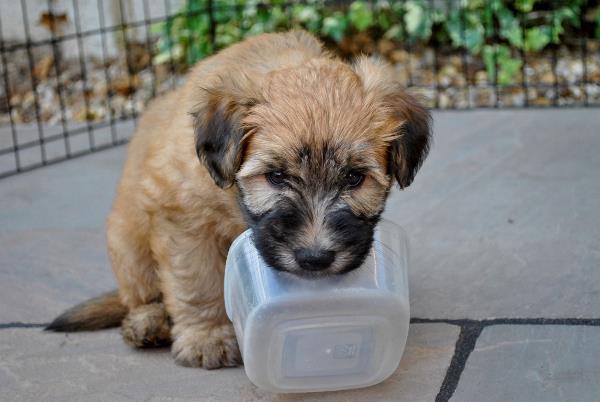 Soft Coat Wheaten Terrier Puppy