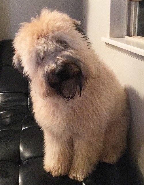 Teddy Bear