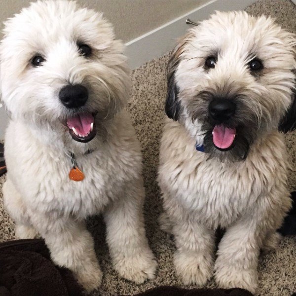 Wheaten Terrier Pictures Brothers