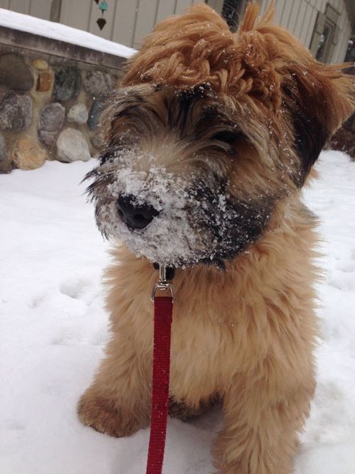 Wheaten Terrier Pictures Snow