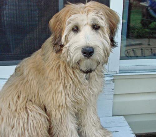 Wheatens