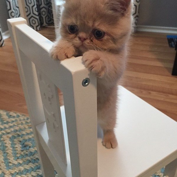Adorable George The Cat