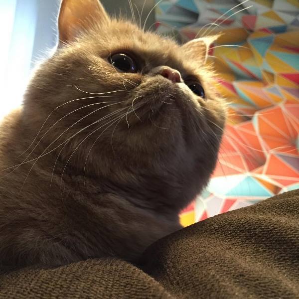 Face