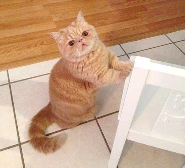 George 2 Legs Huh