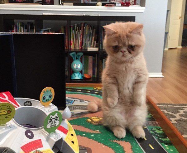 George 2 Legs Kitten