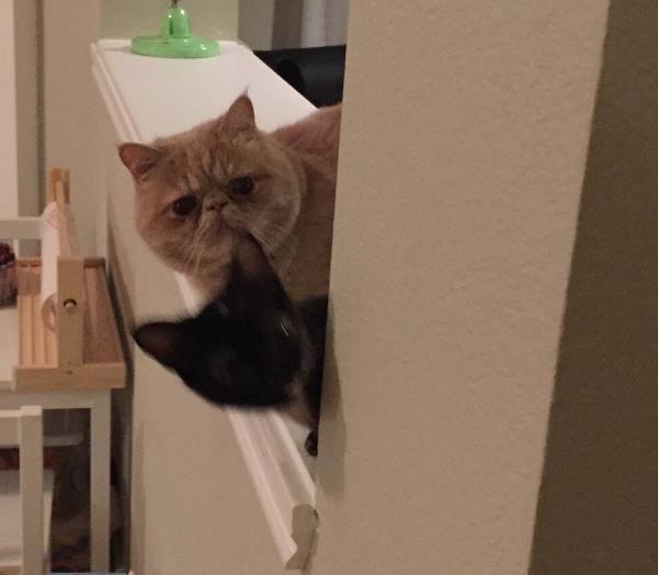 Two Cats