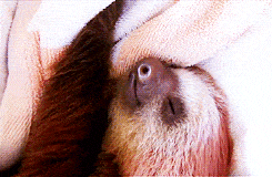Sleeping Sloth Gifs