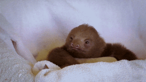 Sloth Gifs Thinking