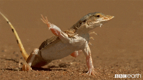 Lizard Hot Sand