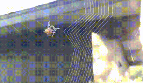 Spider Web Building